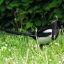 Magpie in dandelions