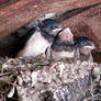 Babies Swallows in nest