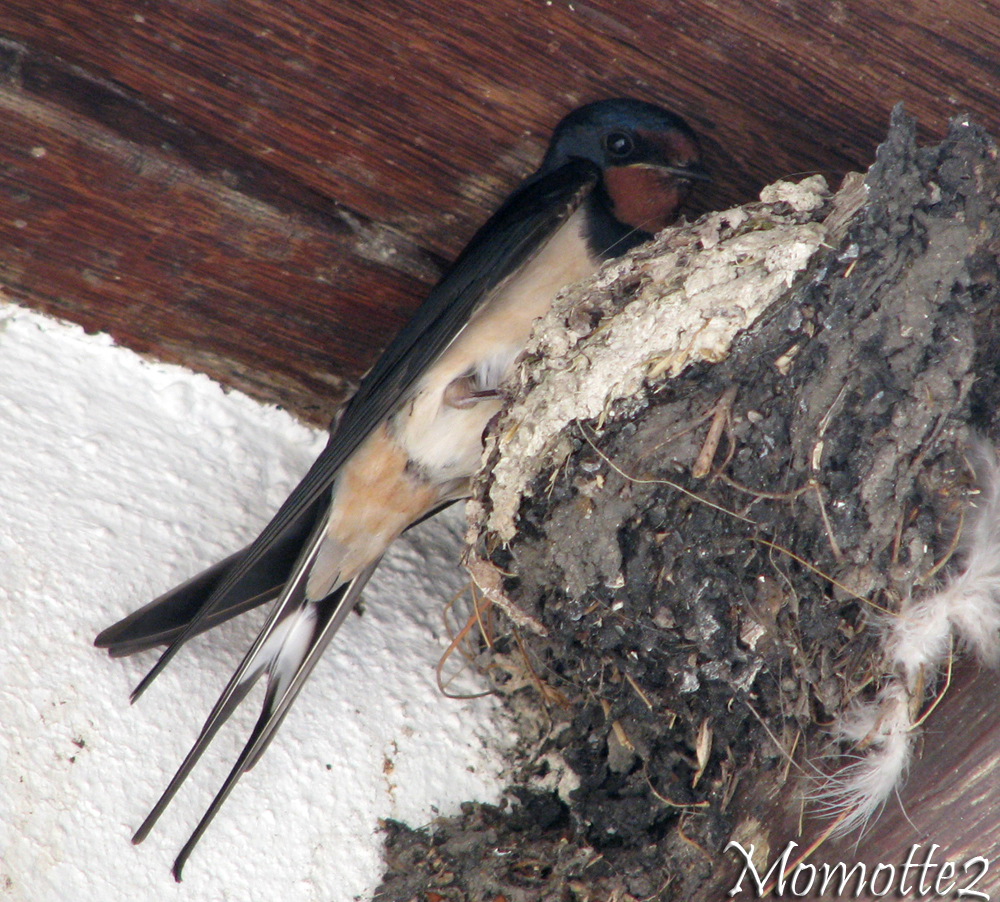 The mother swallow