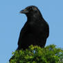 Quiet carrion crow