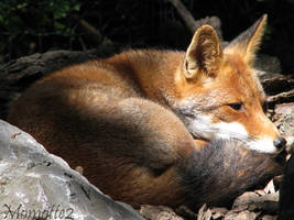 Thoughtful Lola the fox