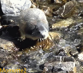 Incredible jumping marmot