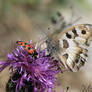 Two friends on a flower