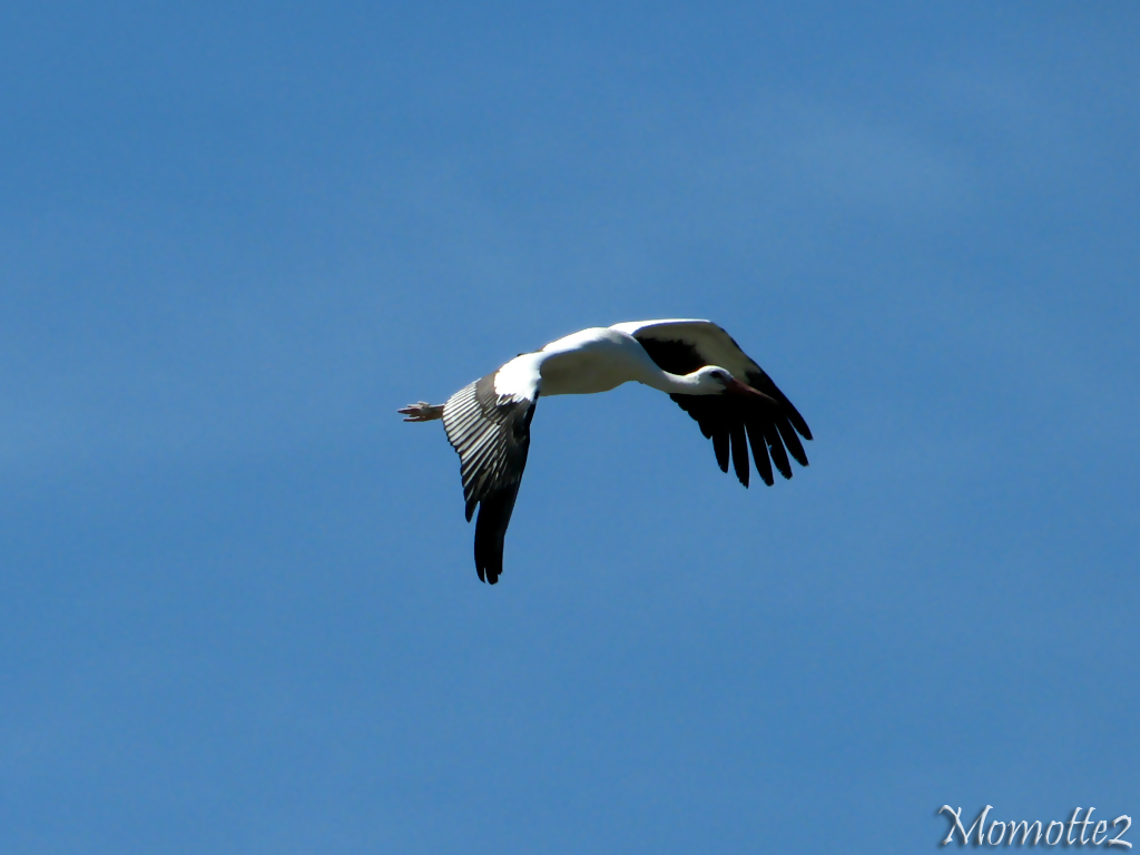 Flying white stork