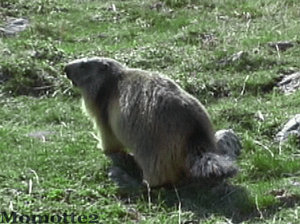 Pissed marmot