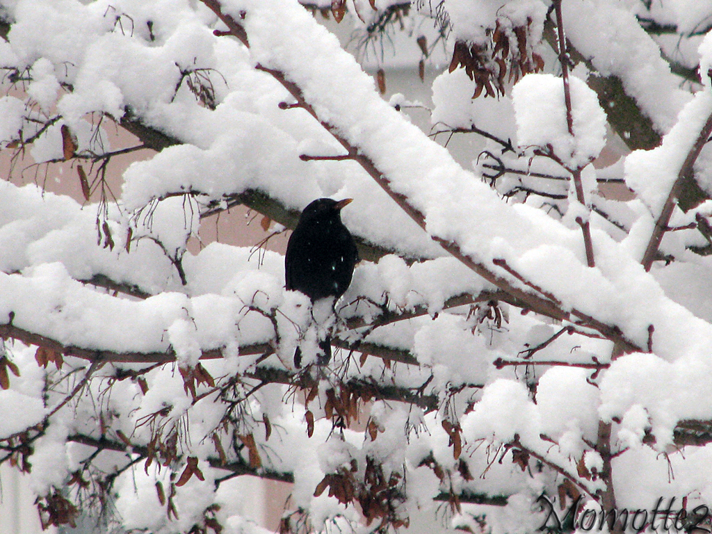 Blackbird in snow