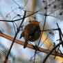 The fluffy robin