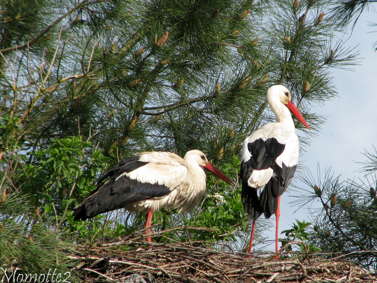 White storks in nest