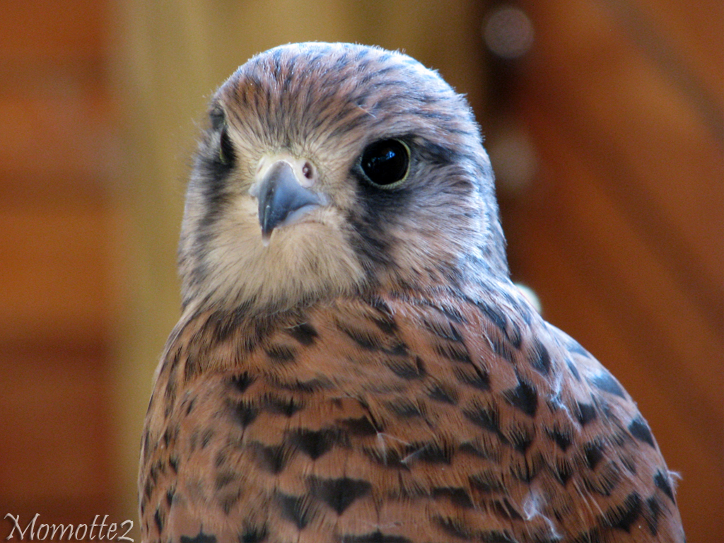 Portrait of a sweet kestrel