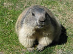 Smiling marmot by Momotte2