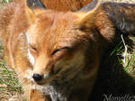 Sunny foxie