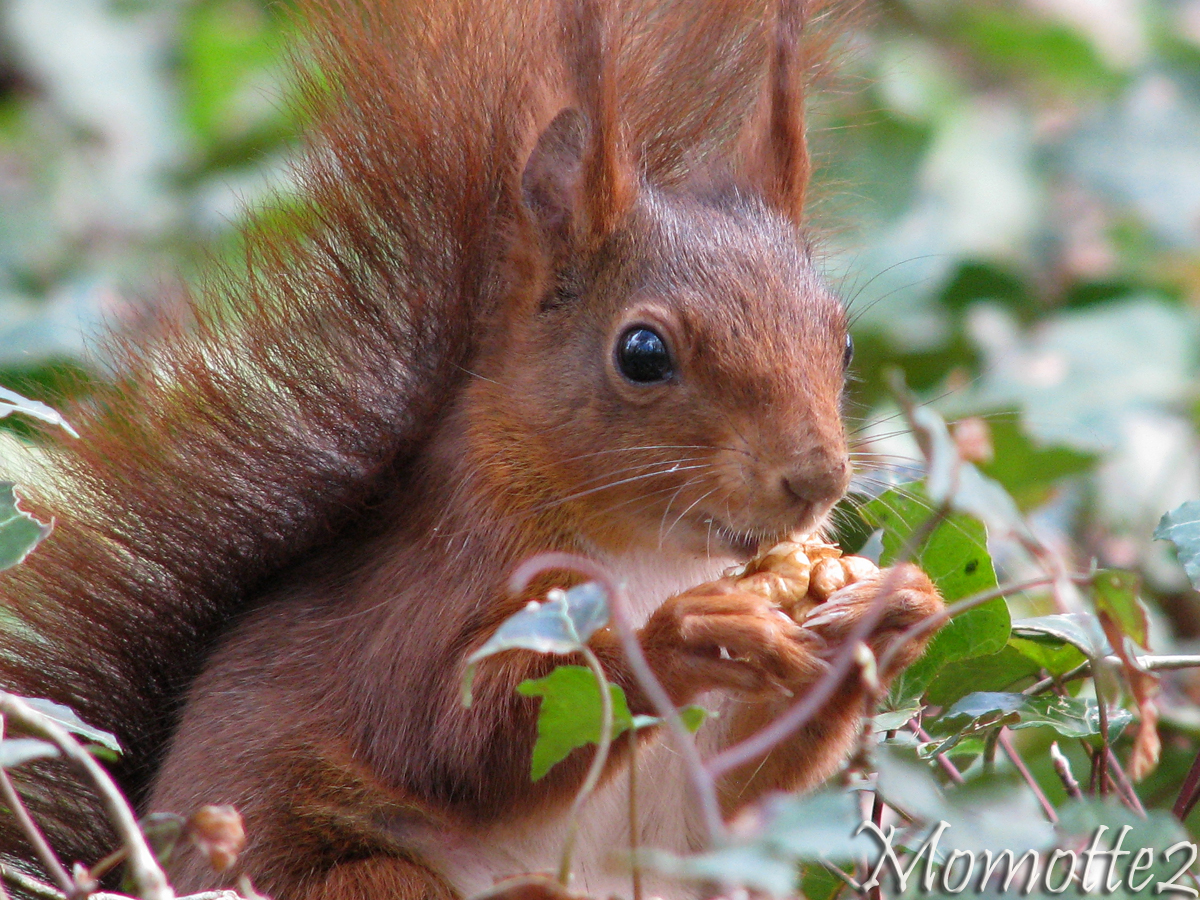 Proud Mr  Red Squirrel