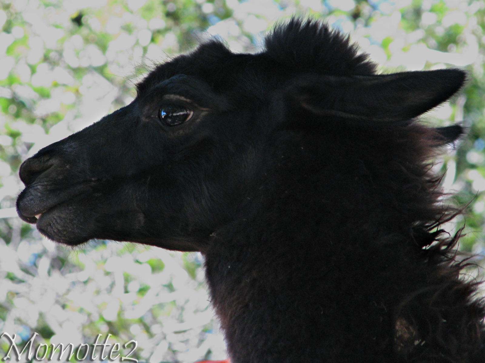 The black llama