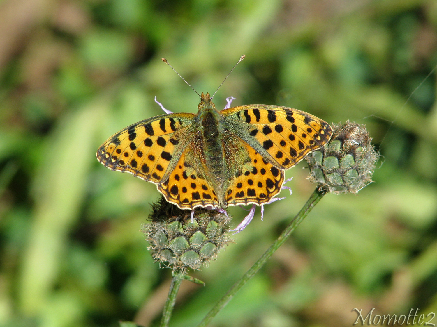 Nice queen of spain fritillary