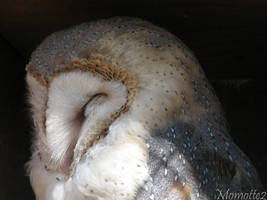 The dream of the barn owl