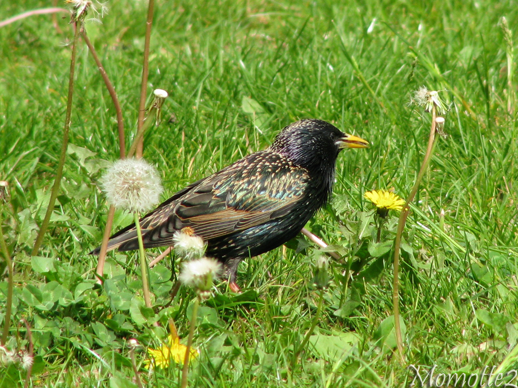 Starling in dandelions