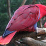 Eclectus parrot for birthday