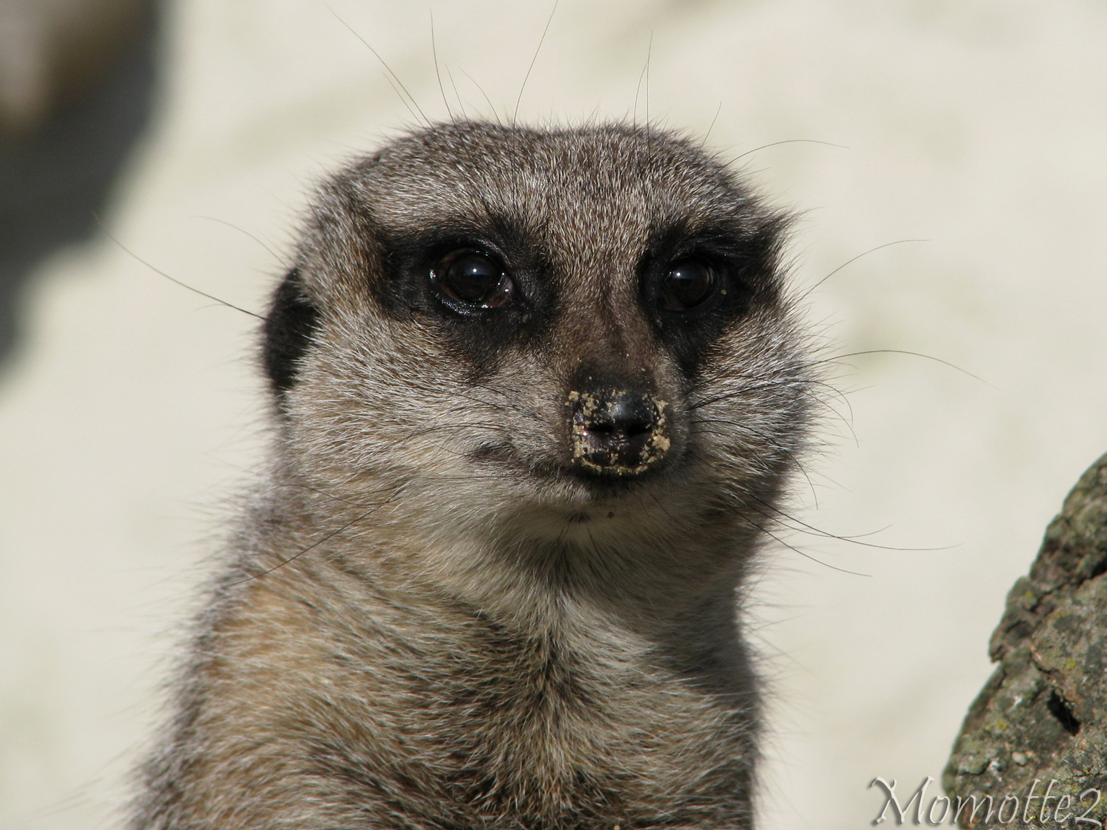 The eyes of the meerkat