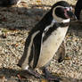 Walking of the penguin