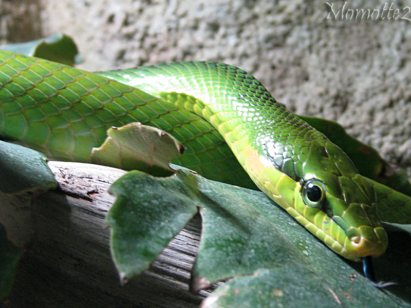 Wise red-tailed ratsnake