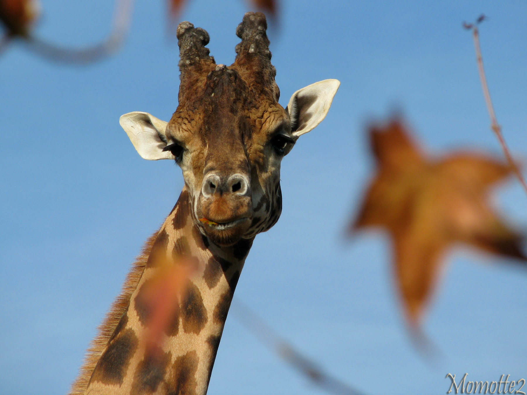 Velvet eyes of Miss Giraffe