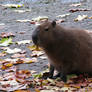 Meet with a cute capybara