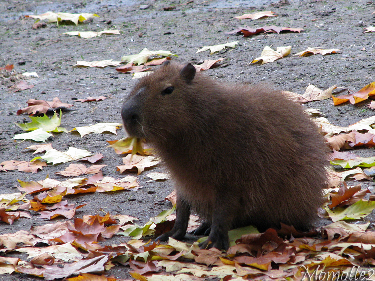 Meet with a cute capybara