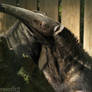 Long nose of the anteater