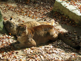Two lazy cougars