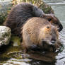 Myocastor Coypu under the rain