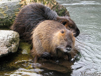 Myocastor Coypu under the rain