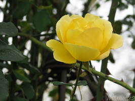 Delicate yellow rose for birthday
