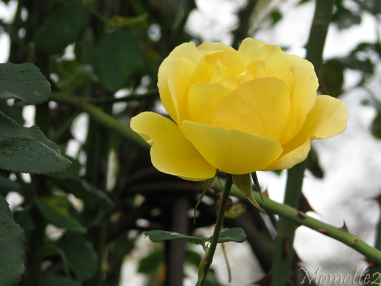 Delicate yellow rose for birthday