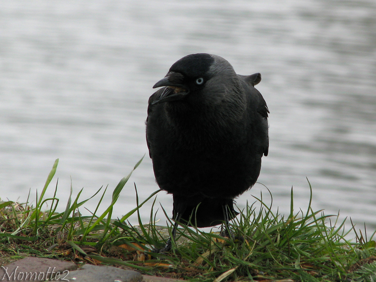 The speech of jackdaws