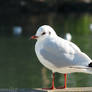 Fluffy black-headed gull