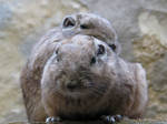 The cutest exotic rodents by Momotte2
