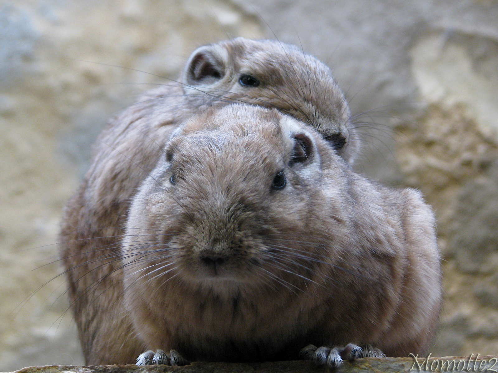 The cutest exotic rodents