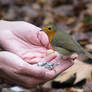 Friendly robin in my hand