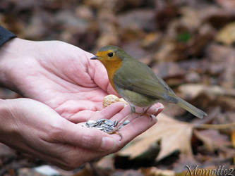 Friendly robin in my hand by Momotte2