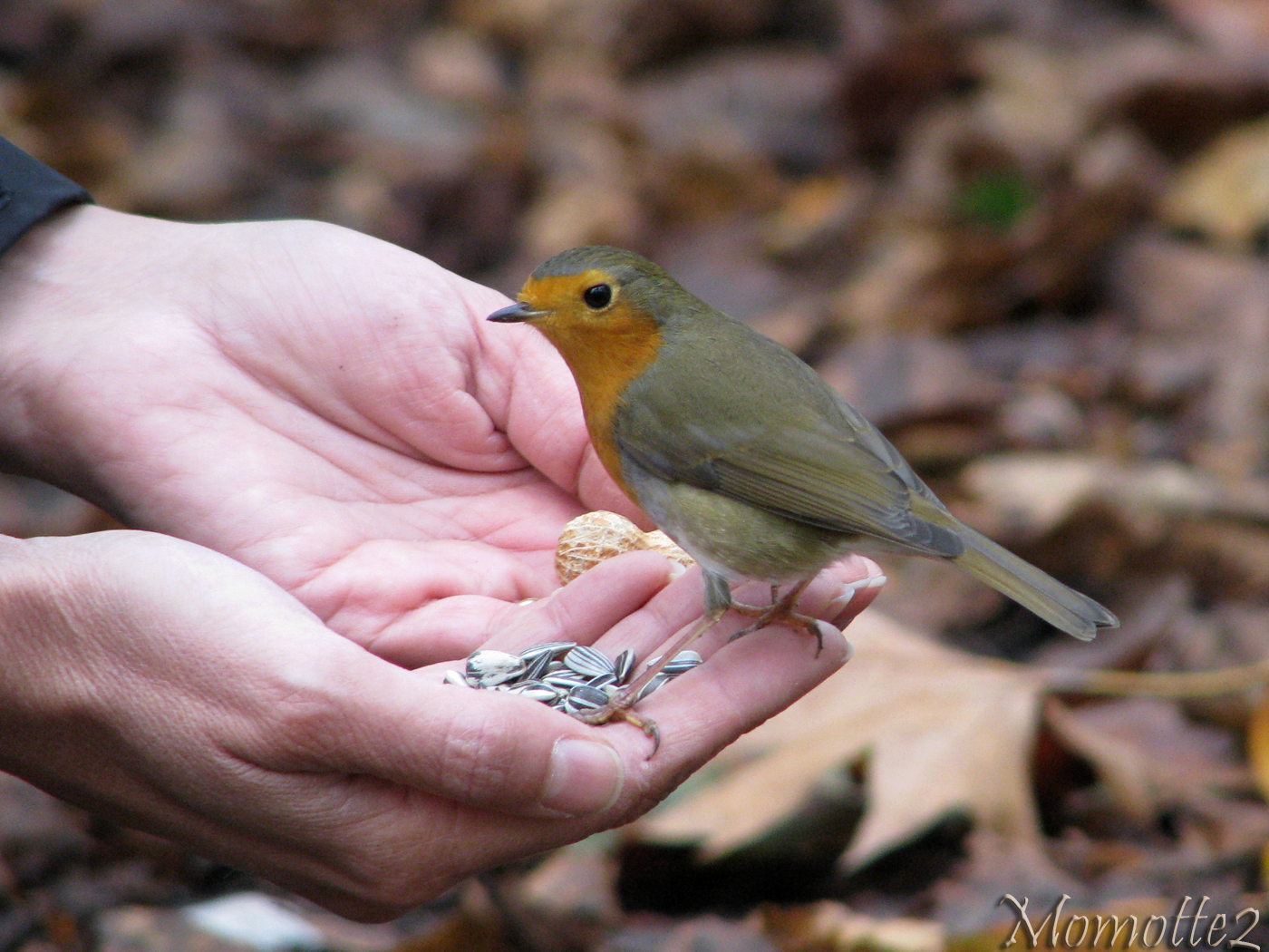 Friendly robin in my hand