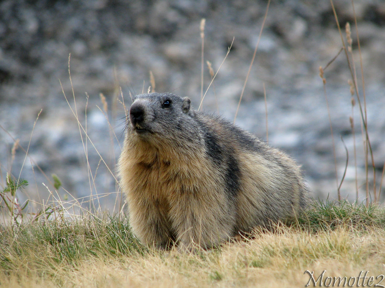 Warm wishes from a marmot