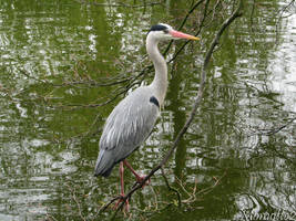 Majestic grey heron