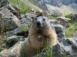 Happy marmot in flowers by Momotte2