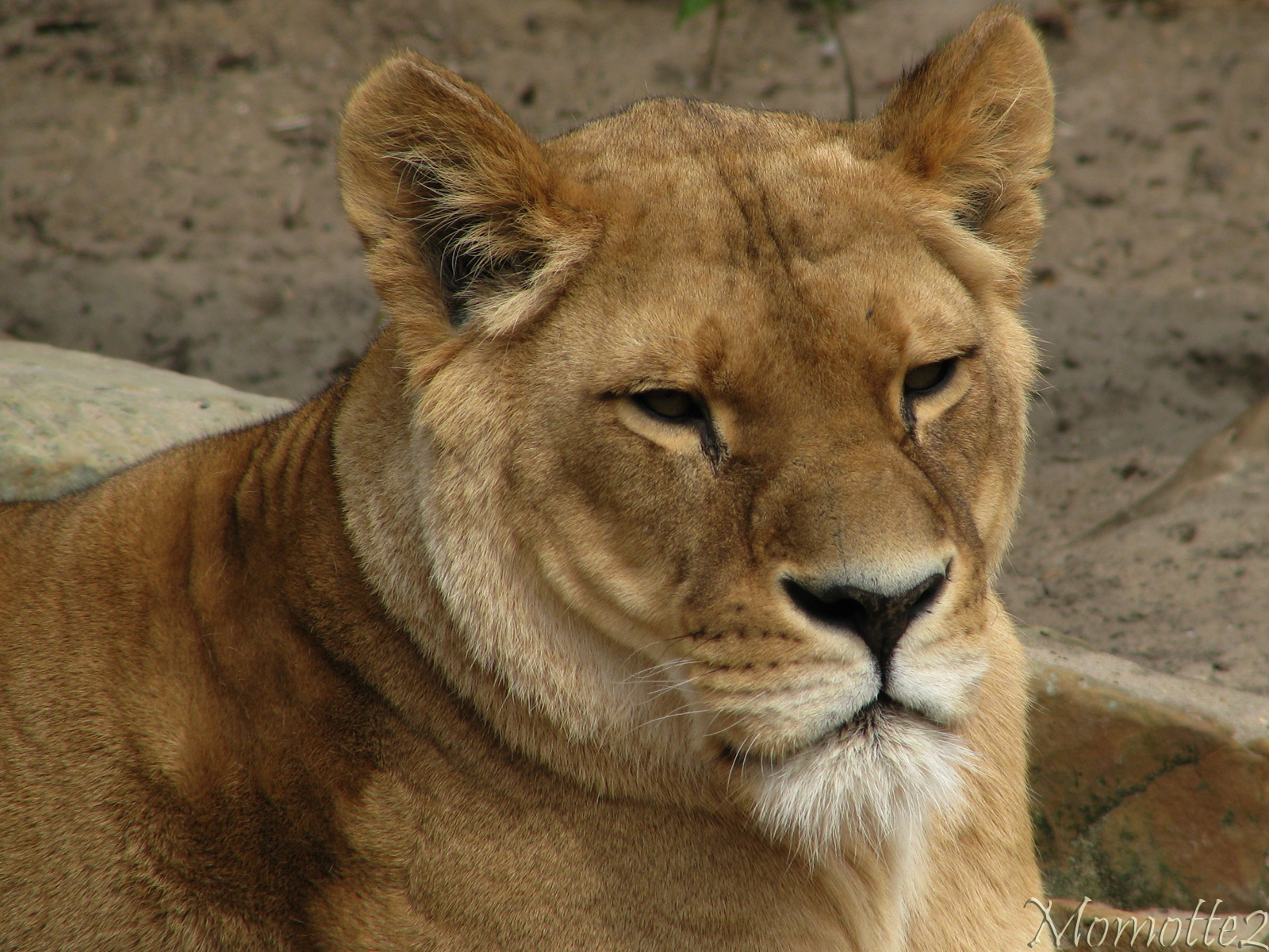 Sweet face of the lioness