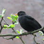 The pretty blackbird