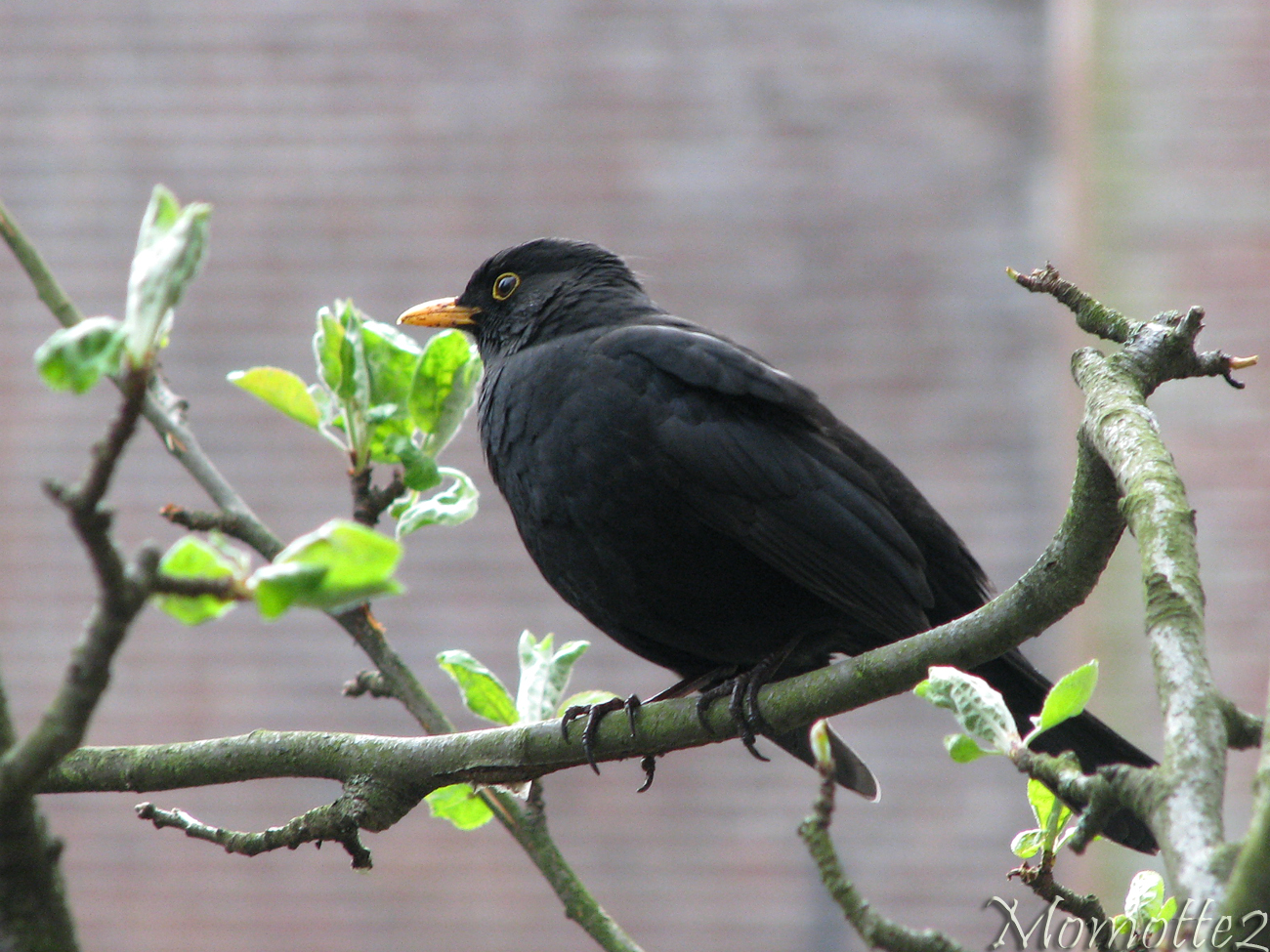 The pretty blackbird