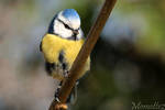 Soulful blue tit by Momotte2