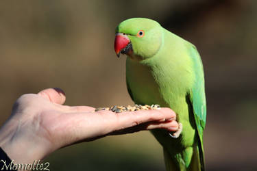 Sharing a moment with a sweet green friend by Momotte2