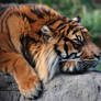 Nap of the Sumatran Tiger