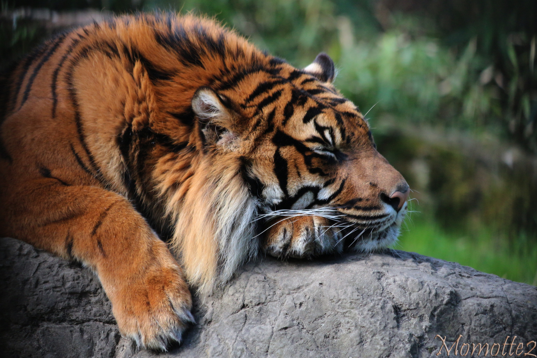 Nap of the Sumatran Tiger